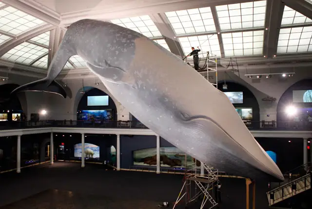 Rodolfo Valencia carefully cleans the whale at the Museum of Natural HIstory.